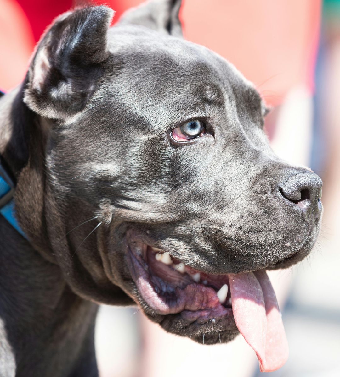 Wielka Brytania znów zakaże popularnej rasy Foto: pies rasy cane corso