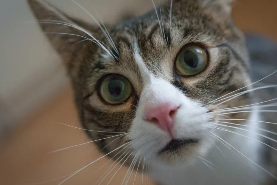 Jak długo kot pamięta swojego właściciela Foto: Kot patrzący prosto w obiektyw swojego właściciela