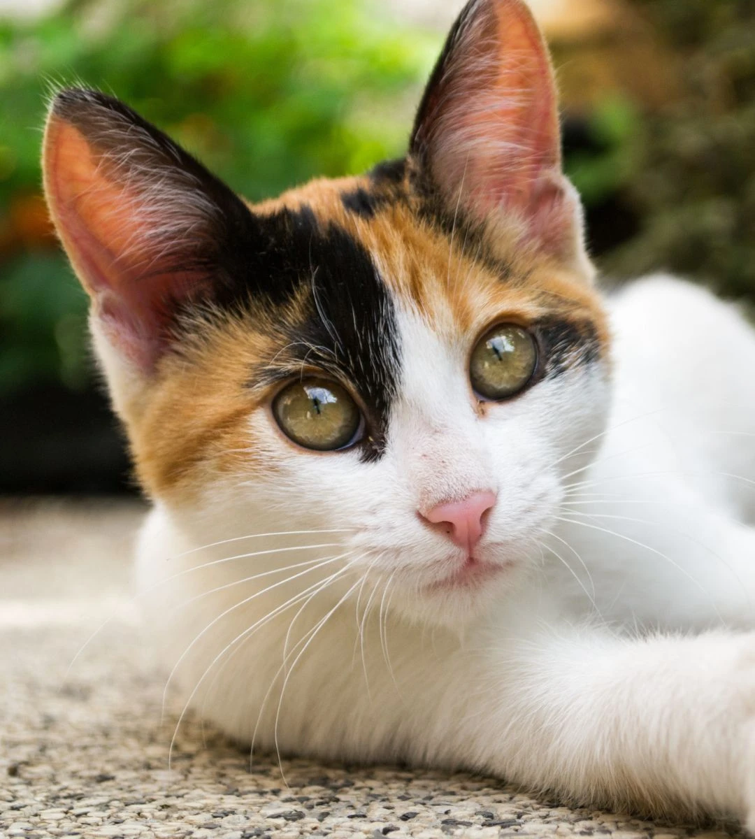 Jak długo kot pamięta swojego właściciela Foto: Kot patrzący prosto w obiektyw