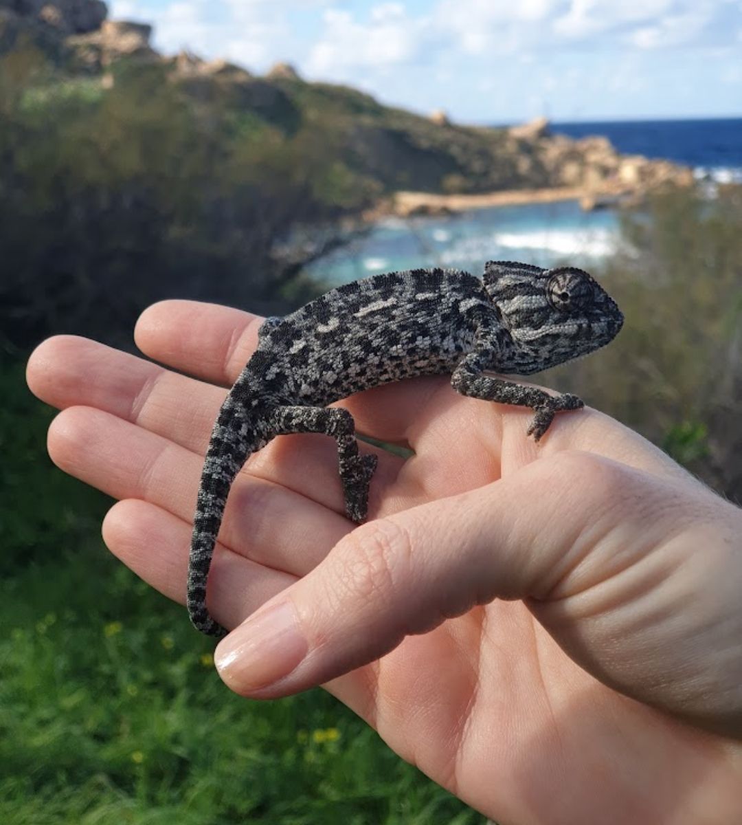 Nowy raj podatkowy dla Brytyjczyków Foto: kameleon żyjący na Malcie