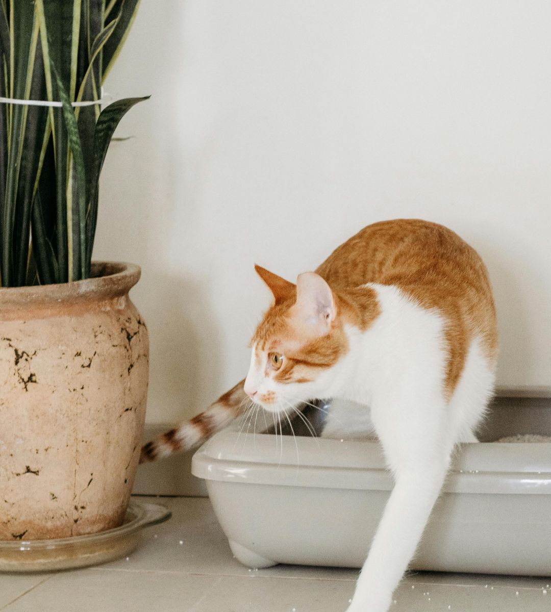 tych rzeczy nigdy nie kupuj swojemu kotu Foto: kot w kuwecie