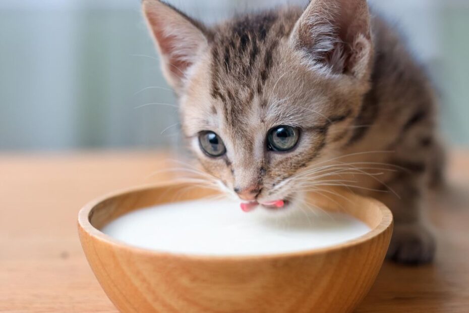 tych rzeczy nigdy nie kupuj swojemu kotu Foto: kot pijący mleko z miseczki