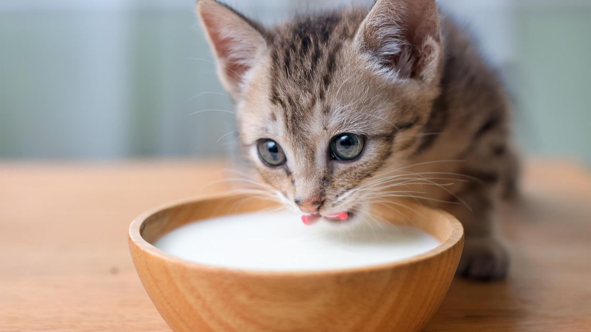 tych rzeczy nigdy nie kupuj swojemu kotu Foto: kot pijący mleko z miseczki