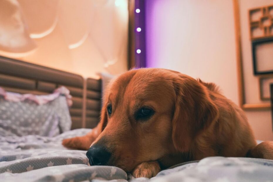 Czy można spać ze swoim psem lub kotem Foto: pies śpiący w łóżku