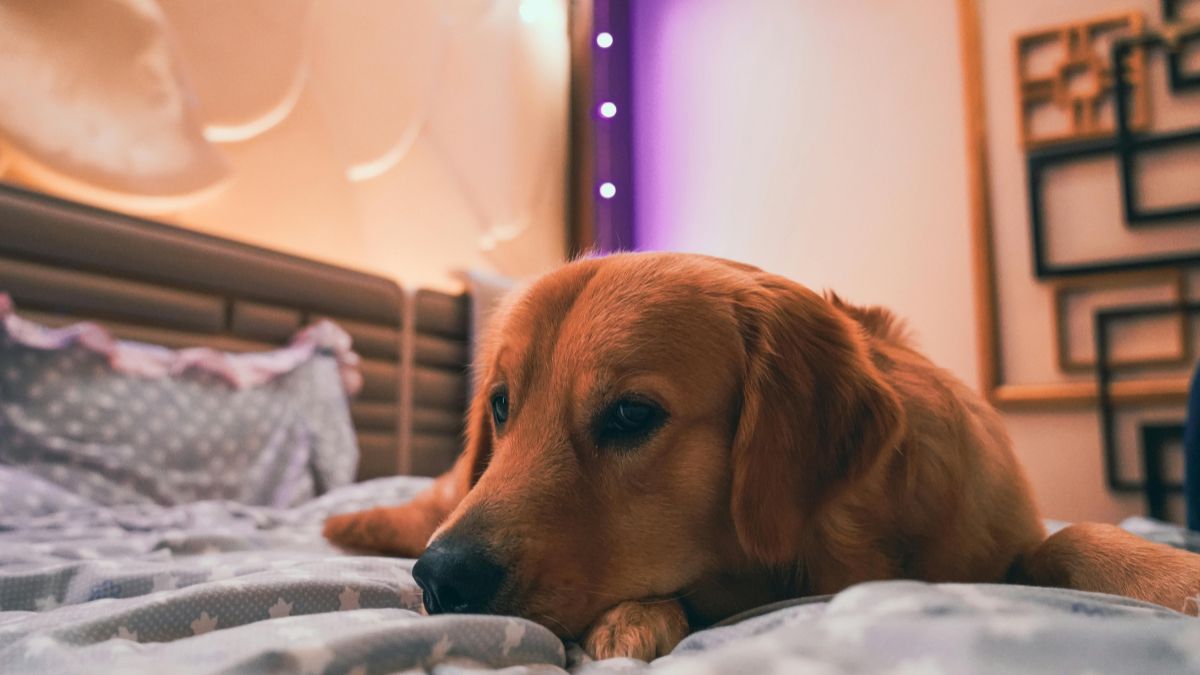 Czy można spać ze swoim psem lub kotem Foto: pies śpiący w łóżku