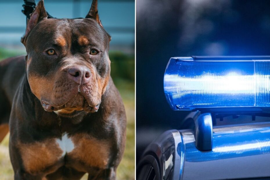 Pies zagryzł dziecko, tragedia w Wielkiej Brytanii