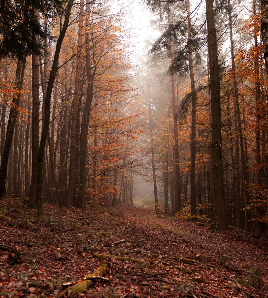 Horoskop podróżniczy 2026 – Las Duchów w Niemczech