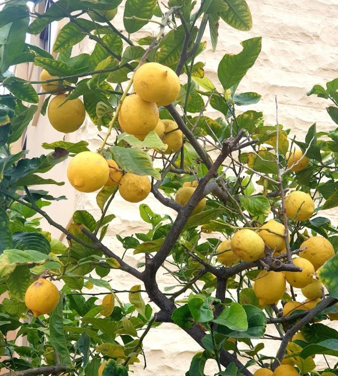 Zabytkowe uliczki Malty zimą