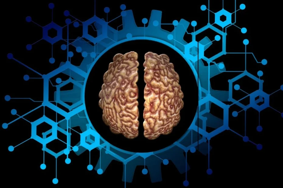 Zamrożony mózg po rozmrożeniu znów zareagował foto: Ludzki mózg