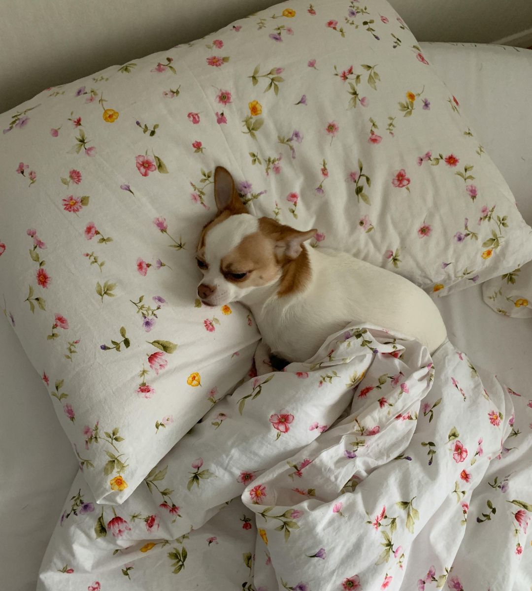 zastrzyki odchudzające dla kotów i psów Foto: śpiący pies 