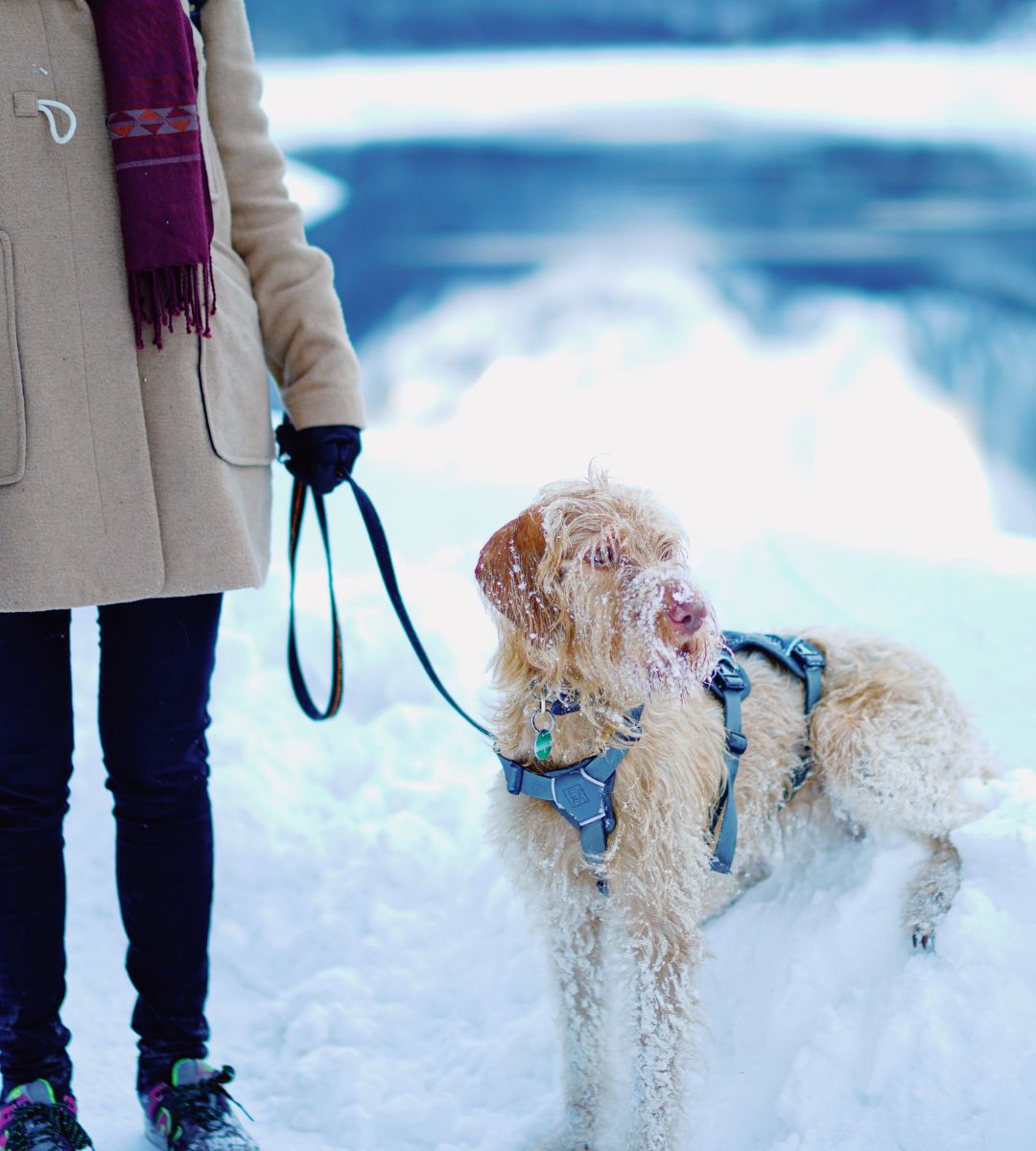 Sól drogowa szkodliwa dla psów Foto: pies na zimowym spacerze