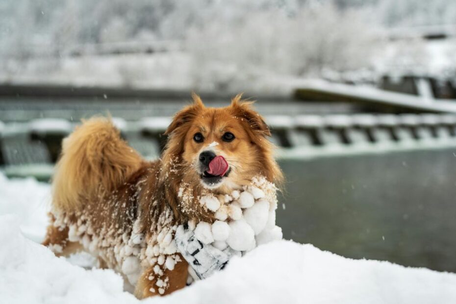 Sól drogowa szkodliwa dla psów Foto: pies na zimowym spacerze