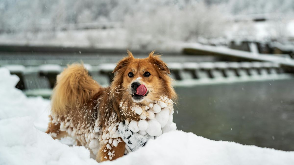 Sól drogowa szkodliwa dla psów Foto: pies na zimowym spacerze