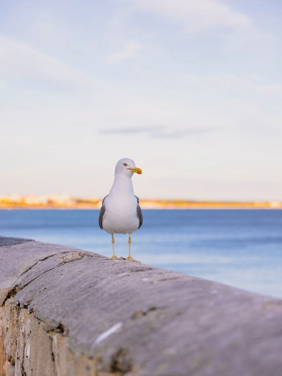 kraina wiecznego lata na południu Europy Foto: Panorama wybrzeża Salento
