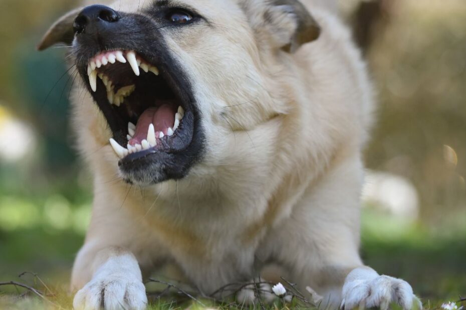 Zakazane psy w Wielkiej Brytanii Foto: pies groźnej rasy