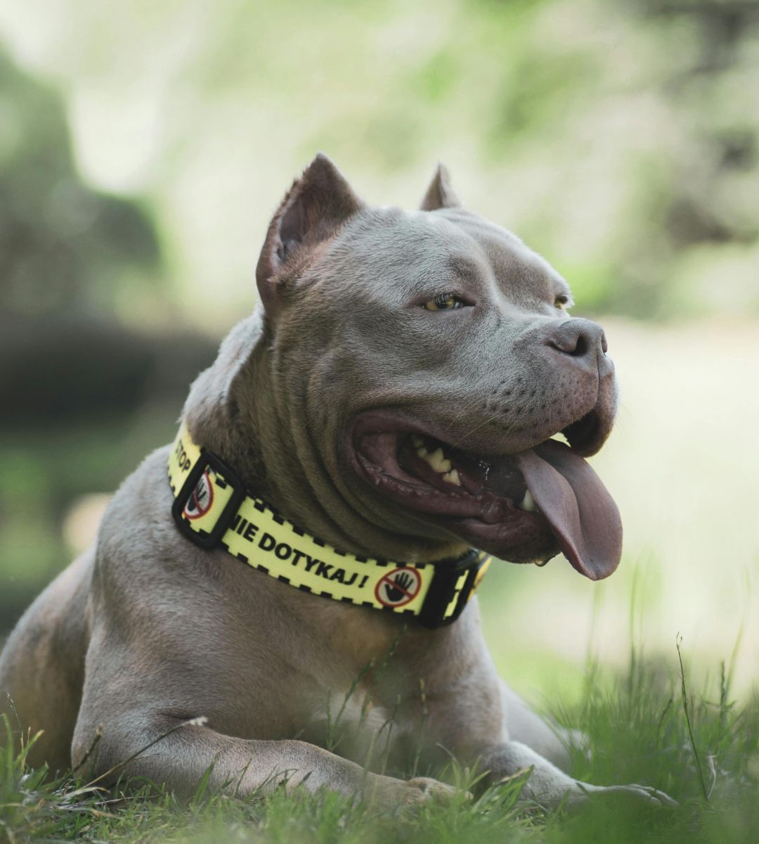 Zakazane psy w Wielkiej Brytanii Foto: pies groźnej rasy