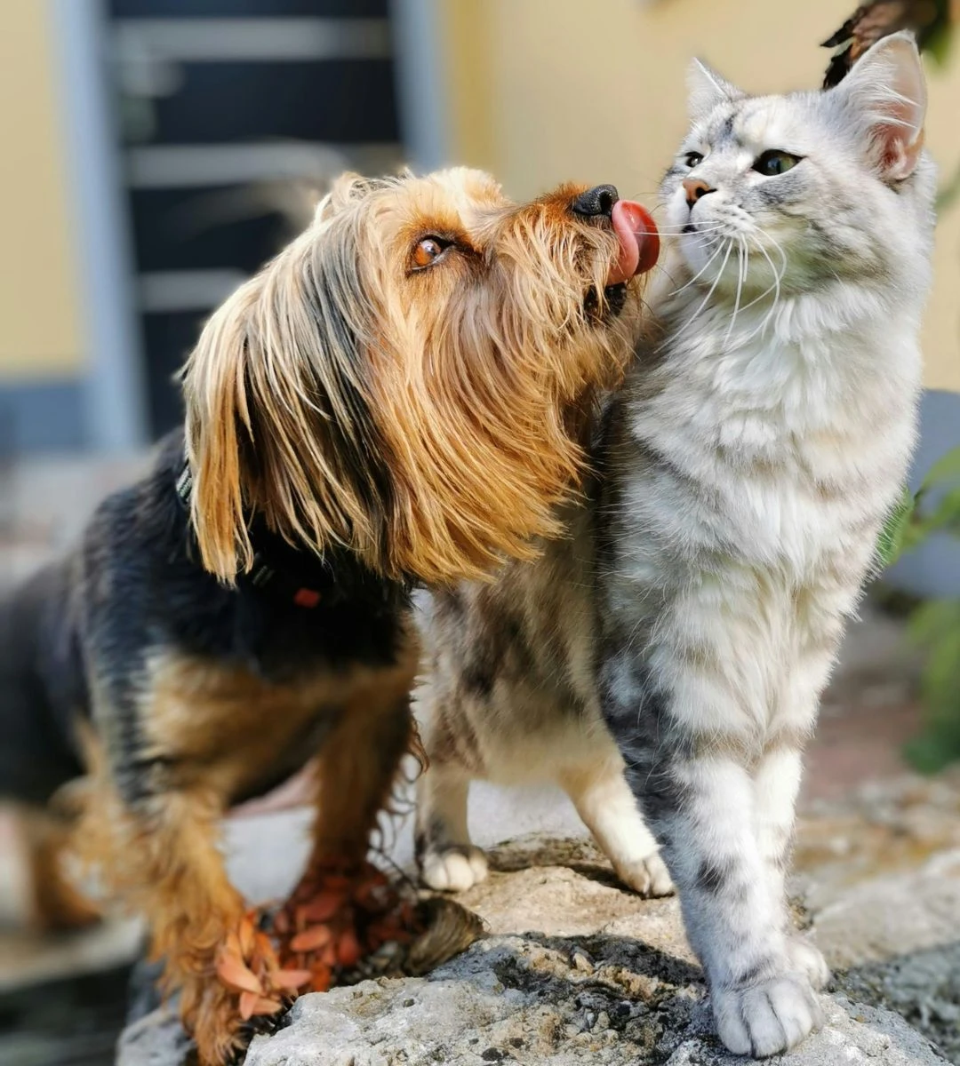 Wspólny pochówek ludzi i zwierząt Foto: Pies i kot obok siebie 