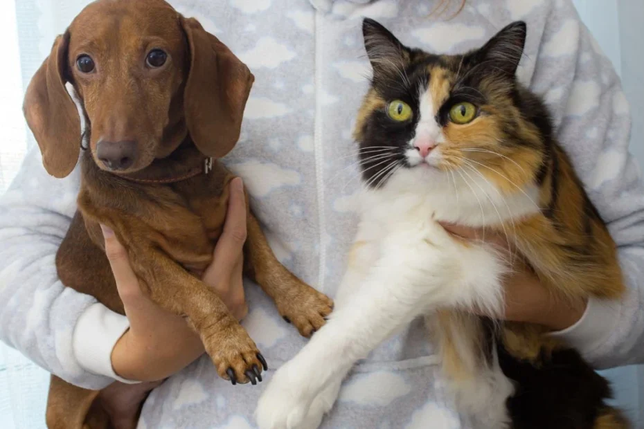 czy pies jest mądrzejszy od kota Foto: mężczyzna trzymający na ręku psa i kota