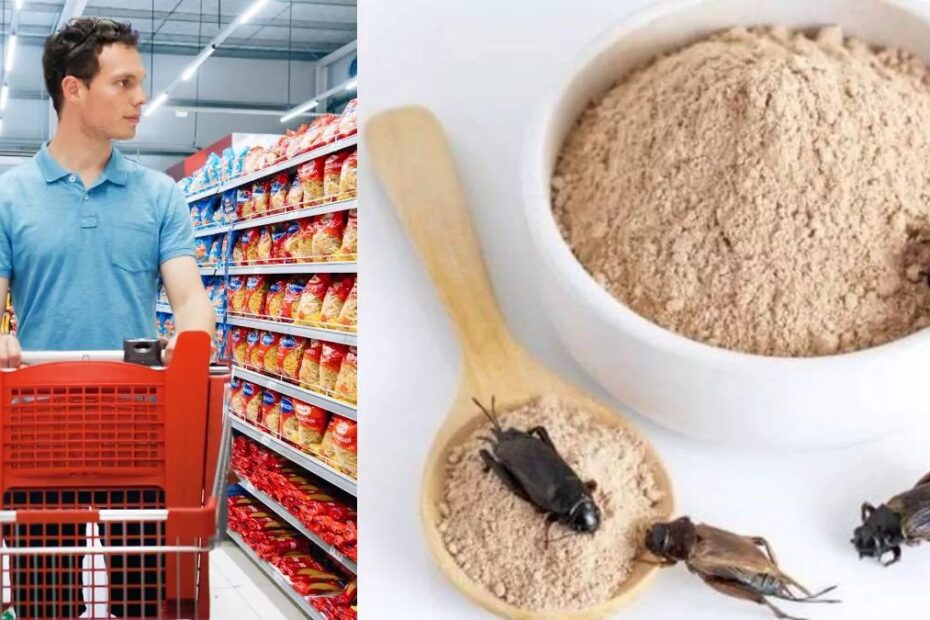 Brytyjczycy będą jeść owady - Raport Agencji ds. Standardów Żywności