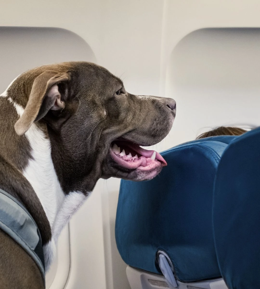 Duże psy mogą podróżować w kabinie samolotu Pies w kabinie samolotu