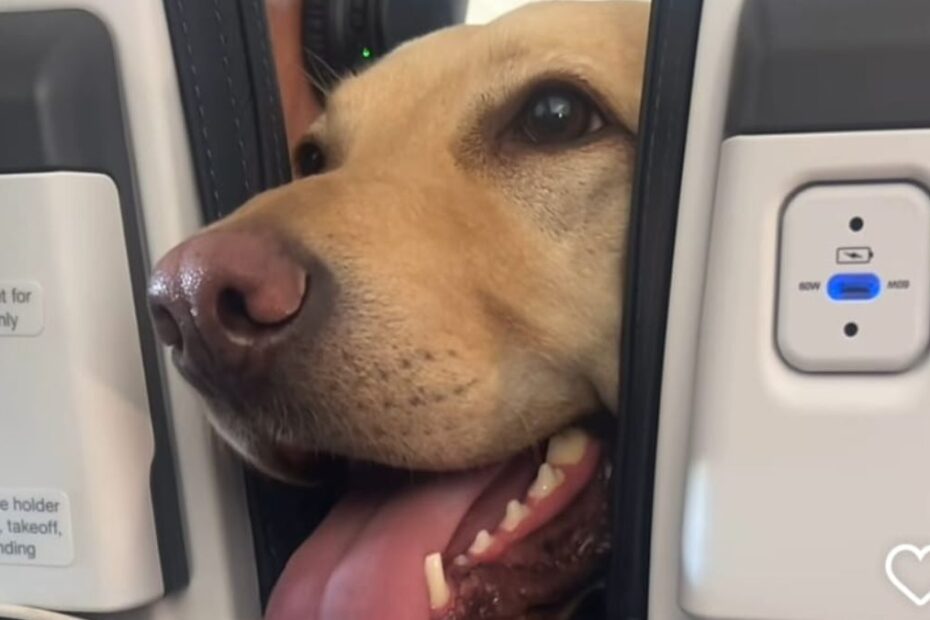 Duże psy mogą podróżować w kabinie samolotu Foto: pysk pas pomiędzy oparciami foteli w samolocie