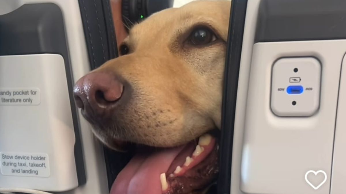 Duże psy mogą podróżować w kabinie samolotu Foto: pysk pas pomiędzy oparciami foteli w samolocie