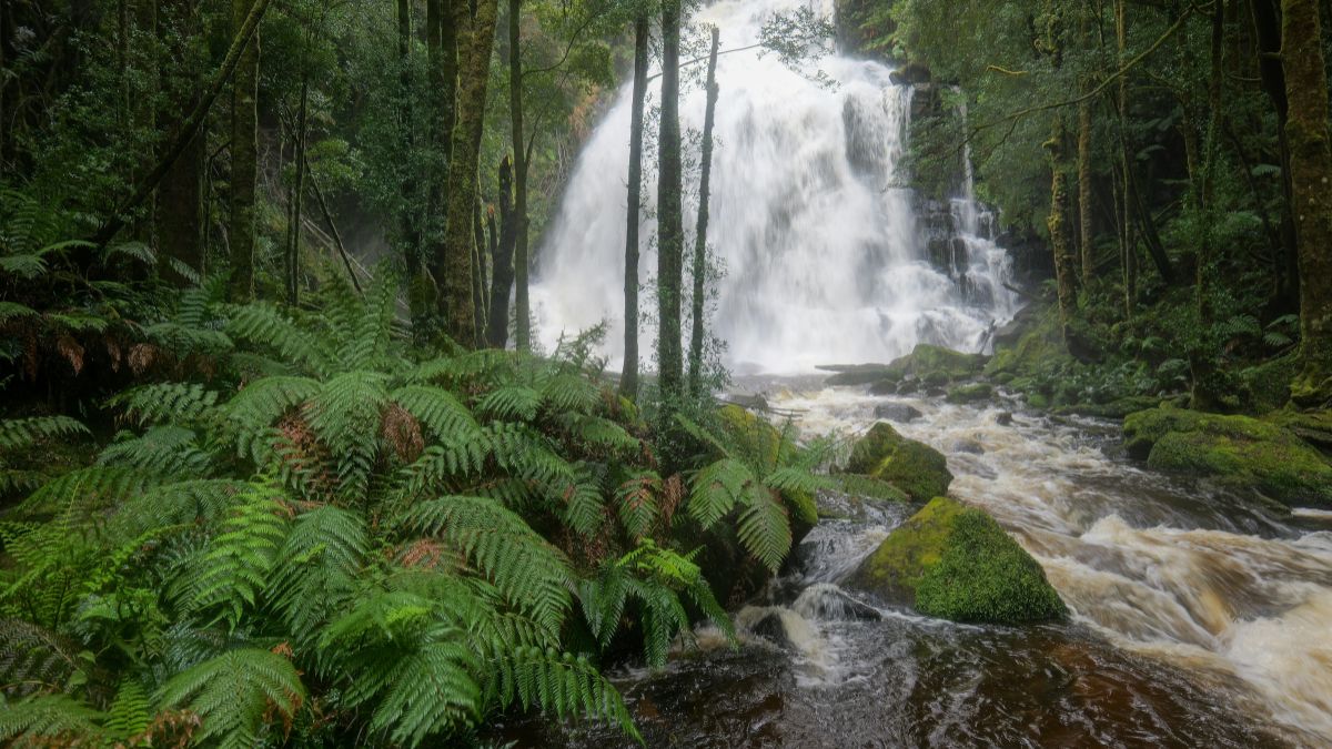 Podróżnicze hity 2026 Foto: las tropikalny