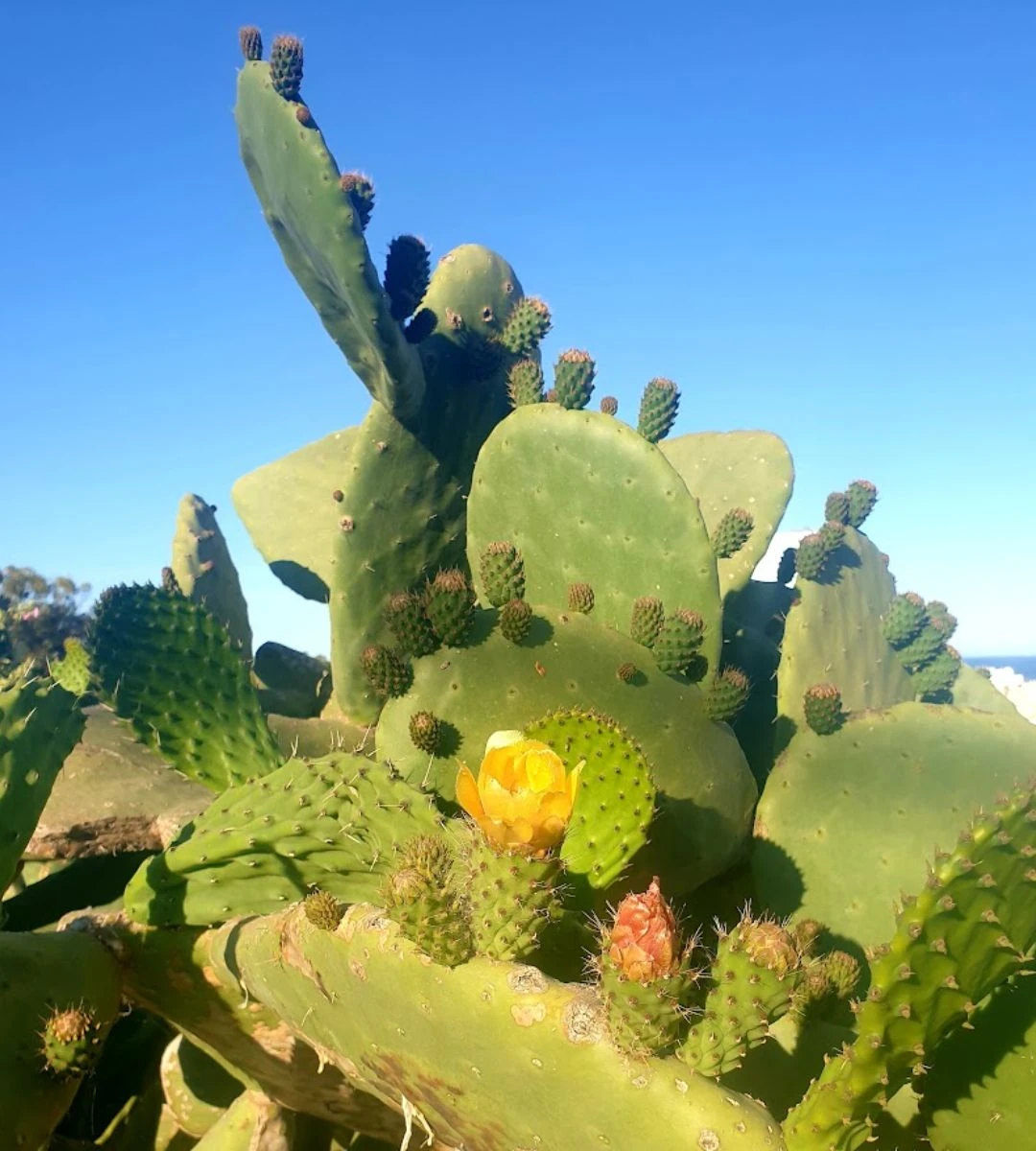 najlepszy moment na odwiedzenie Malty Foto: opuncja