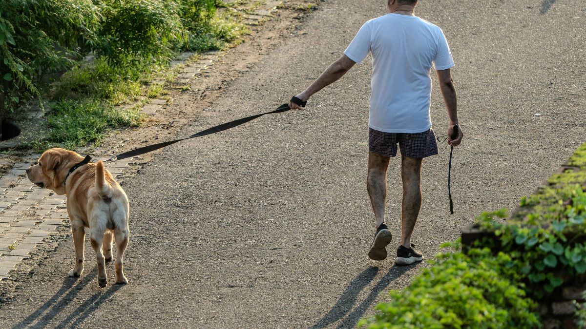 nowe zasady dla właścicieli psów w UK Foto: mężczyzna z psem na spacerze