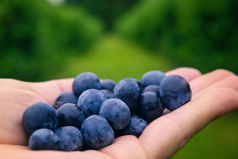 Co kryje się w borówkach Foto: borówki