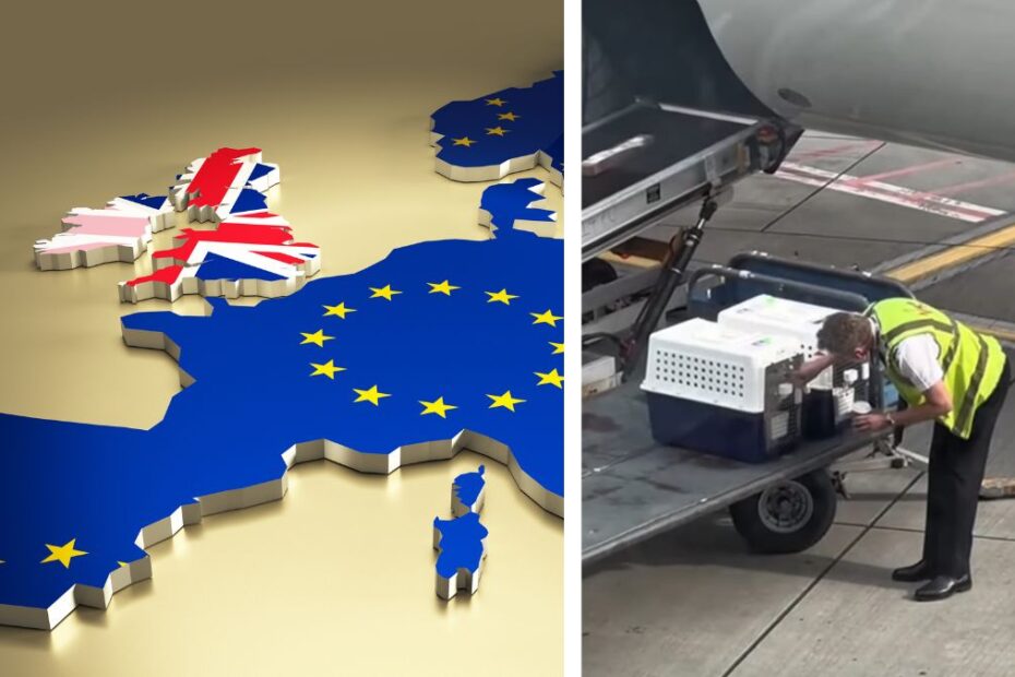 Podróż z pupilem do Europy po Brexicie Foto: mapa Europy, zwierzęta pakowane do samolotu w transporterach