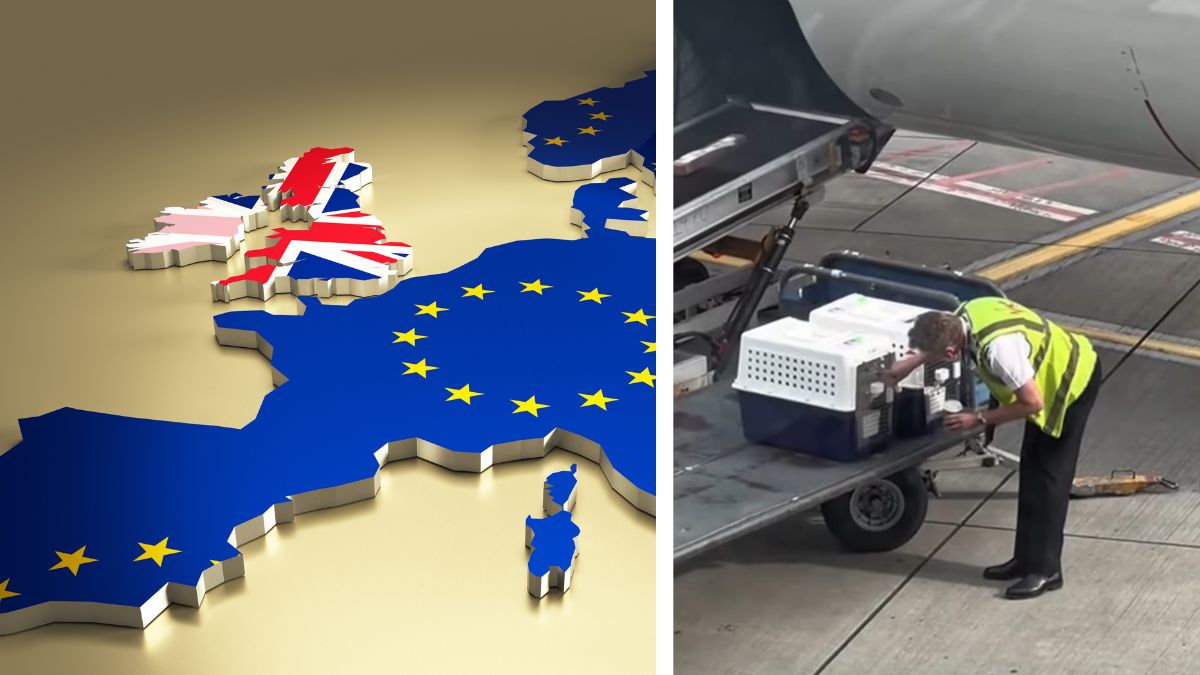 Podróż z pupilem do Europy po Brexicie Foto: mapa Europy, zwierzęta pakowane do samolotu w transporterach 