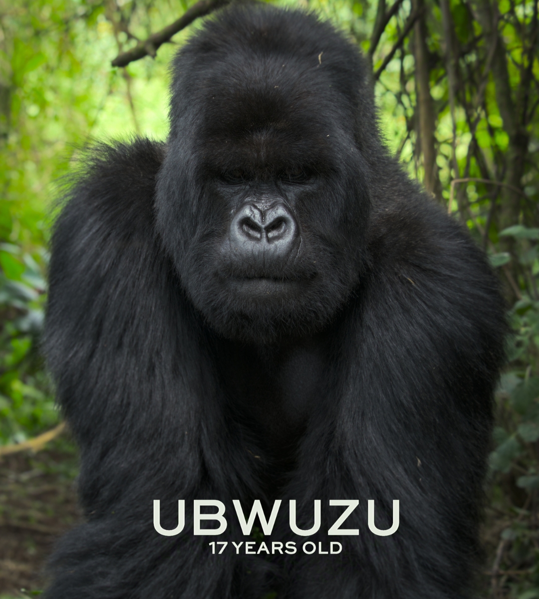 dokument Attenborougha Opowieść o gorylach zdjecie goryl ubwuzu