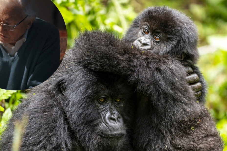 dokument Attenborougha Opowieść o gorylach zdjecie goryle i david attenborough