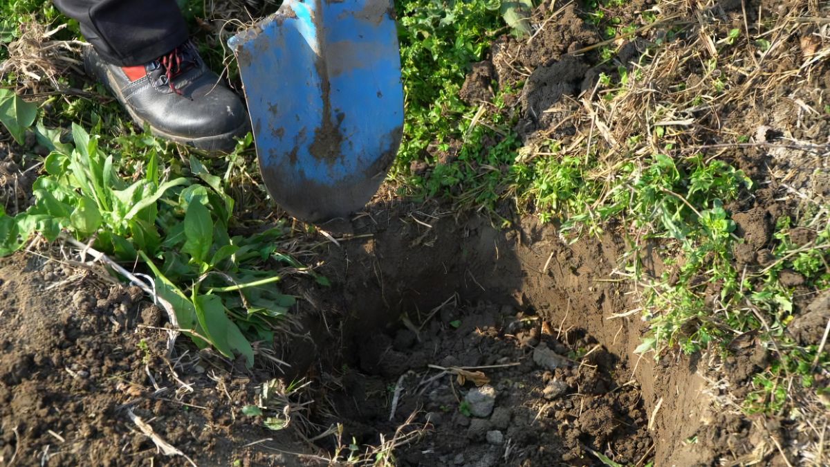 Sensacyjne odkrycie Polaka w Anglii Foto: kopanie w ziemi łopatą