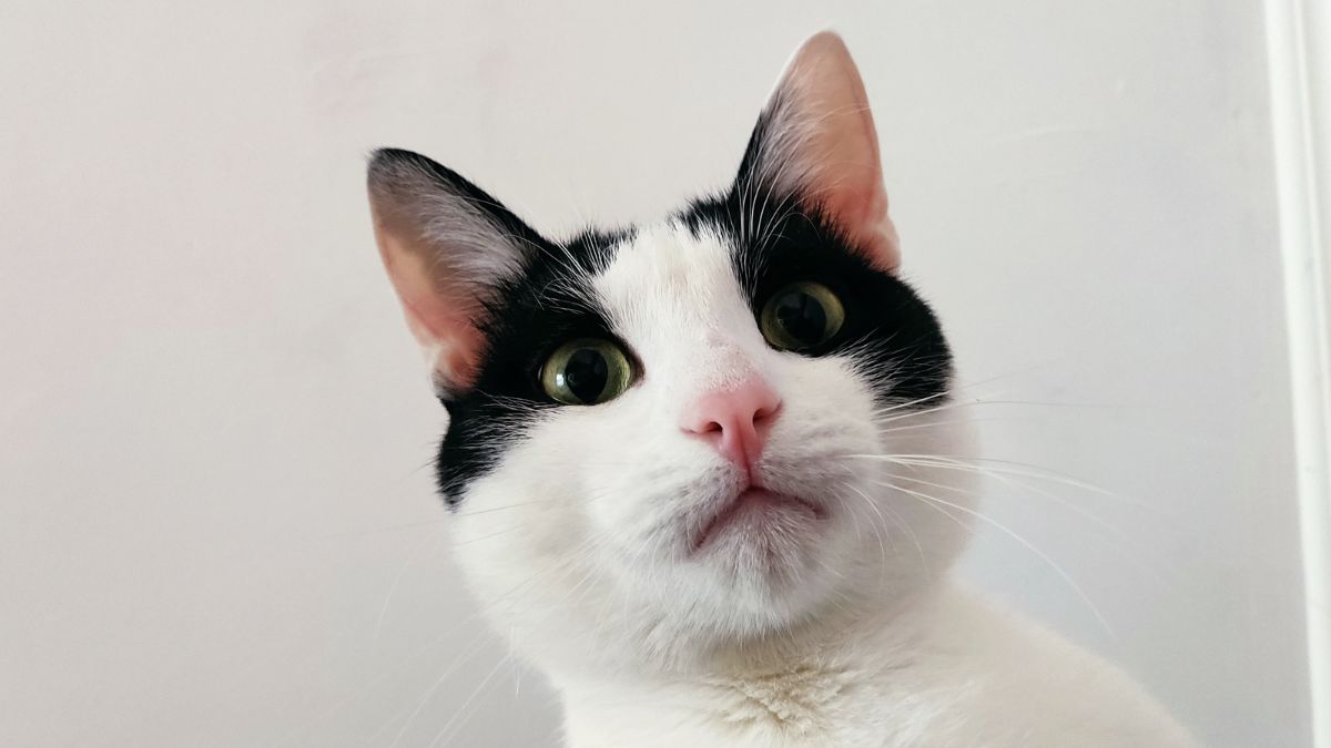 Sekrety kociej pamięci foto: czarnobiały kot