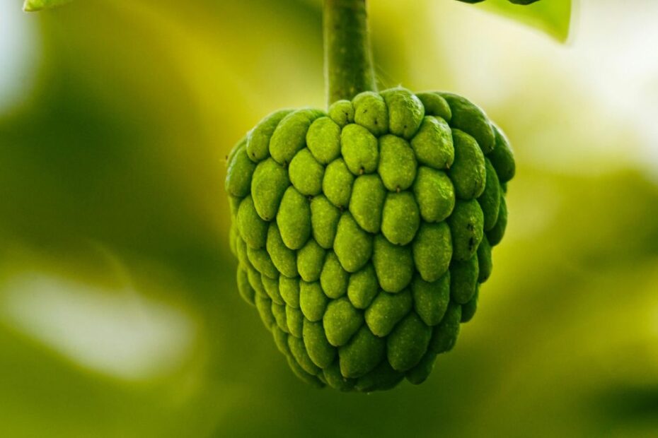 najlepszy owoc świata Foto: Cherimoya
