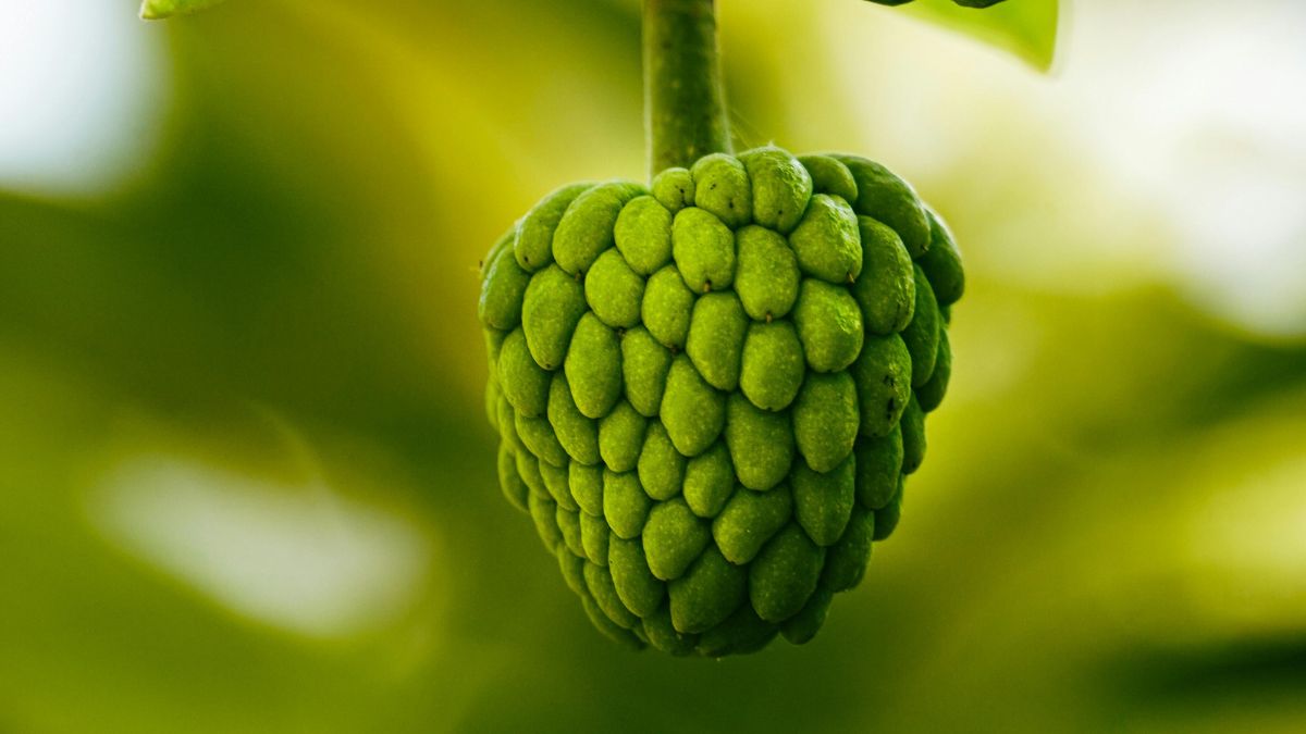 najlepszy owoc świata Foto: Cherimoya