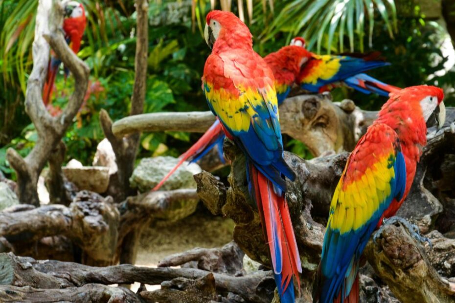 Zoo musiało rozdzielić pięć niesfornych papug Foto: kolorowe papugi
