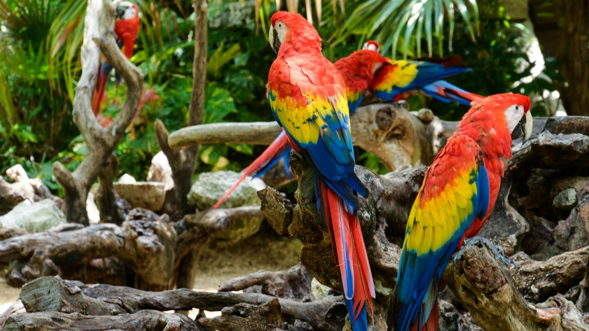 Zoo musiało rozdzielić pięć niesfornych papug Foto: kolorowe papugi
