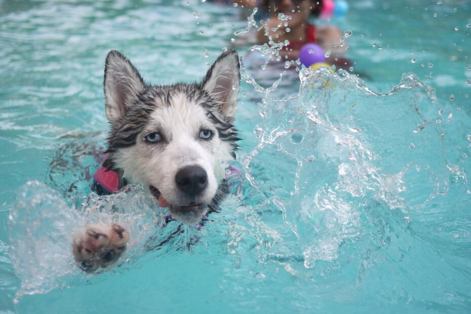 Te rasy psów uwielbiają pływać Foto: pies rasy Husky w wodzie