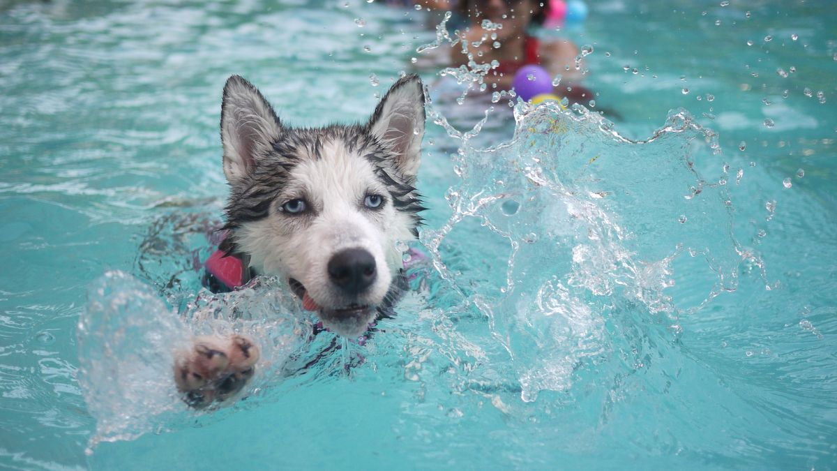 Te rasy psów uwielbiają pływać Foto: pies rasy Husky w wodzie