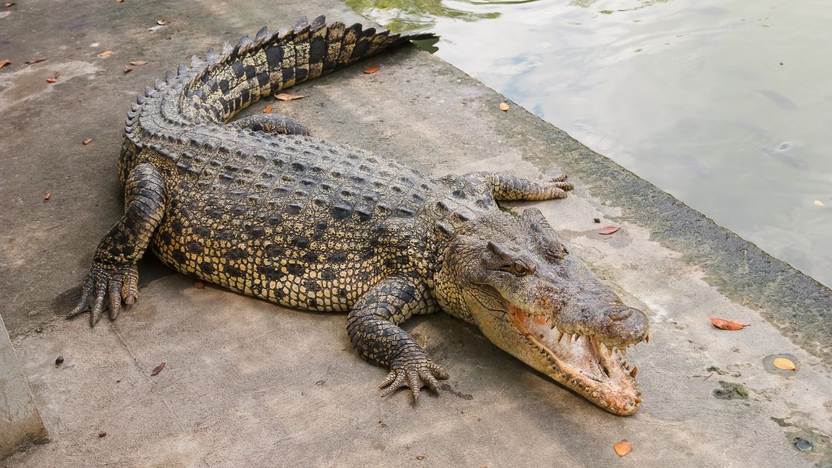Anglia. Dziecko pogryzione przez krokodyle w zoo. Mężczyzna, który je wrzucił do wybiegu 