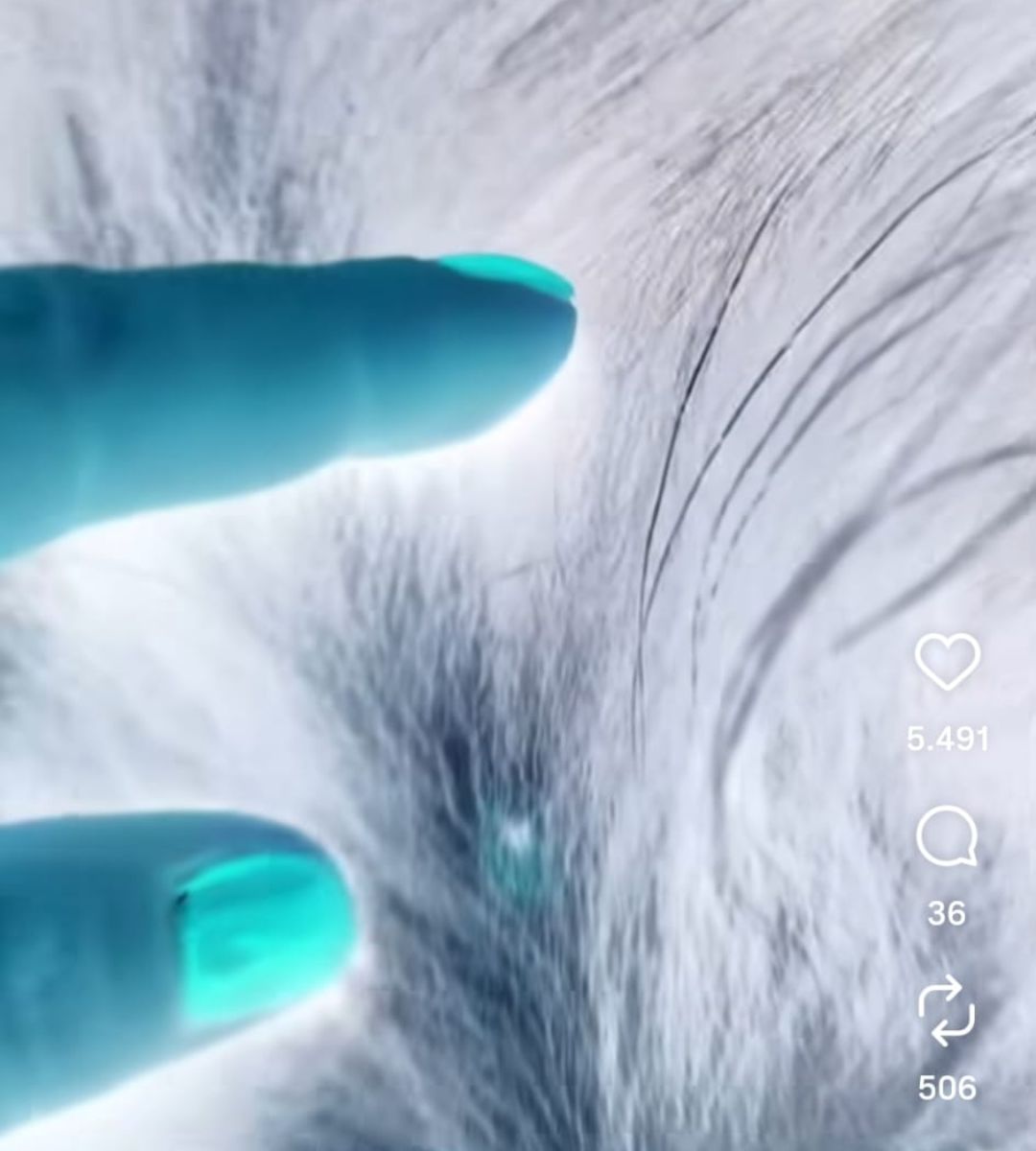 jak znaleźć kleszcza smartfonem Foto: widok kleszcza w telefonie z alpilacją lupa