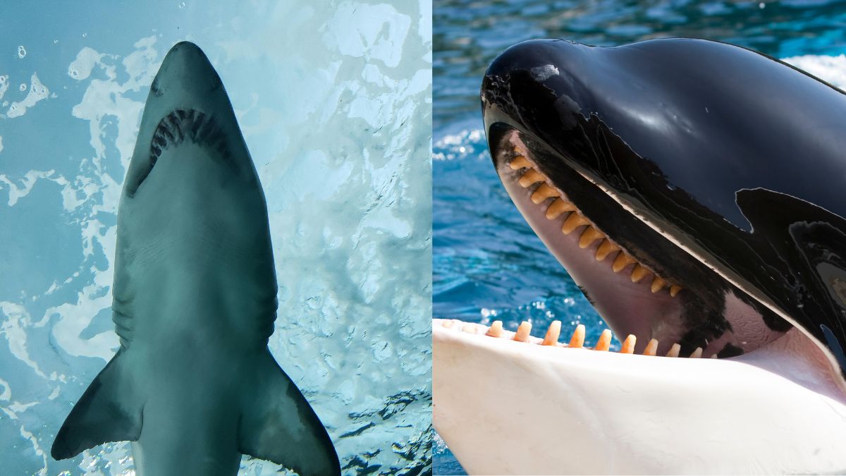 Orka kontra żarłacz biały Foto: zdjęcie uzębienia orki i żarłacza białego