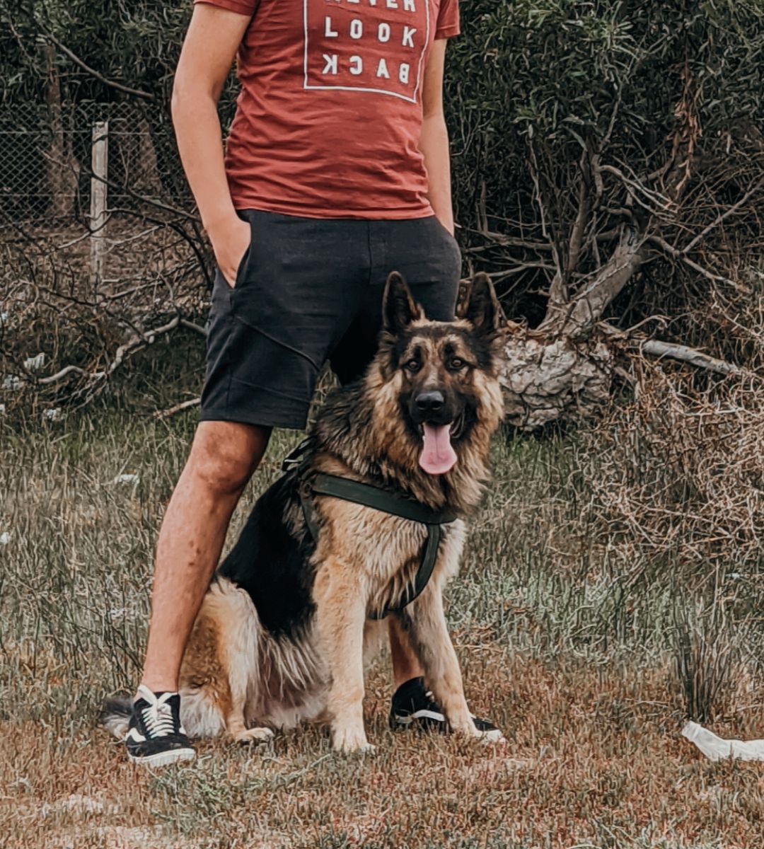 Śmiertelny atak psa w Wielkiej Brytanii Foto: owczarek niemiecki