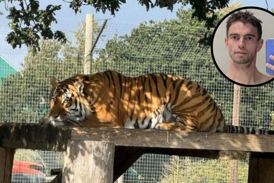 Ujawniono tożsamość mężczyzny zagryzionego przez tygrysa w Wielkiej Brytanii