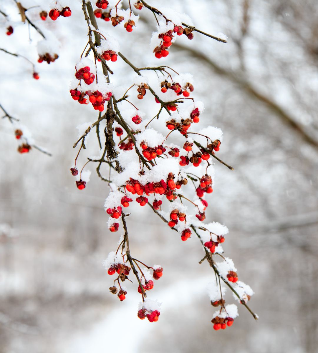 śnieg w Wielkiej Brytanii Foto: ośnieżone drzewo