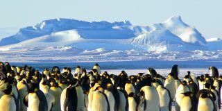 Praca marzeń na Antarktydzie