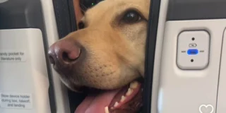 Duże psy mogą podróżować w kabinie samolotu Foto: pysk pas pomiędzy oparciami foteli w samolocie